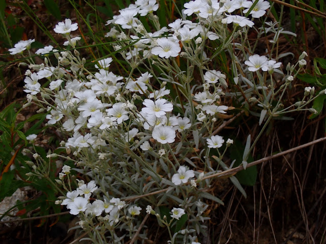 Cerastium tomentosum Cerastium tomentosum