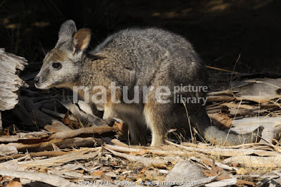 wallabies world