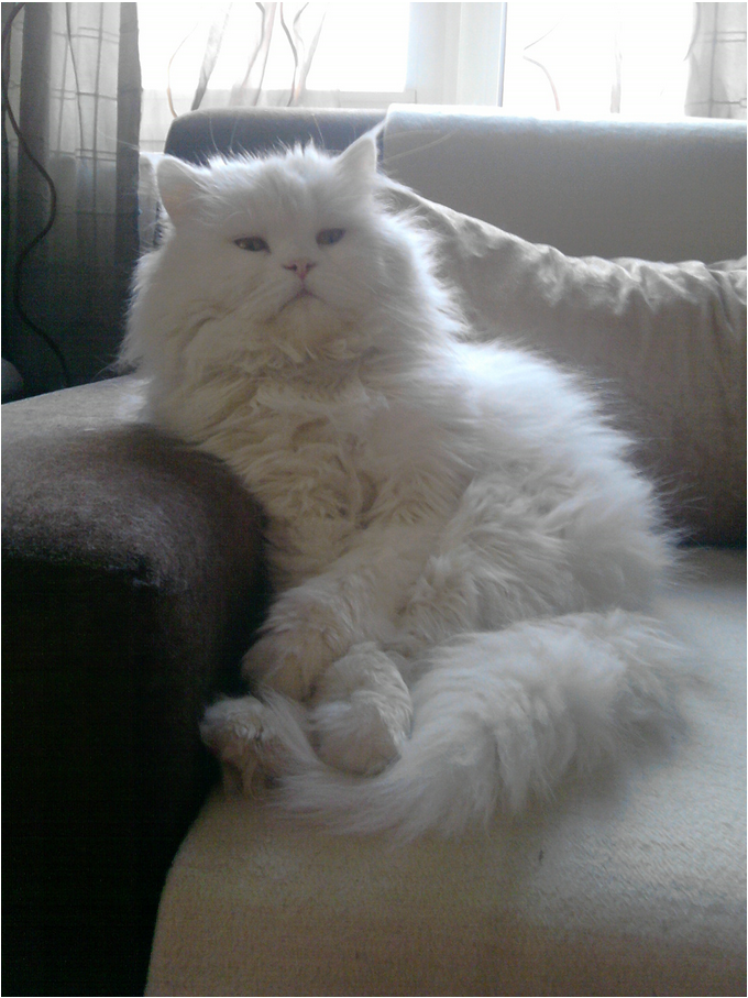 fashionist Dünyanın En Güzel Varlıkları Benim Evimde Yaşıyor / My Pets&hellip;