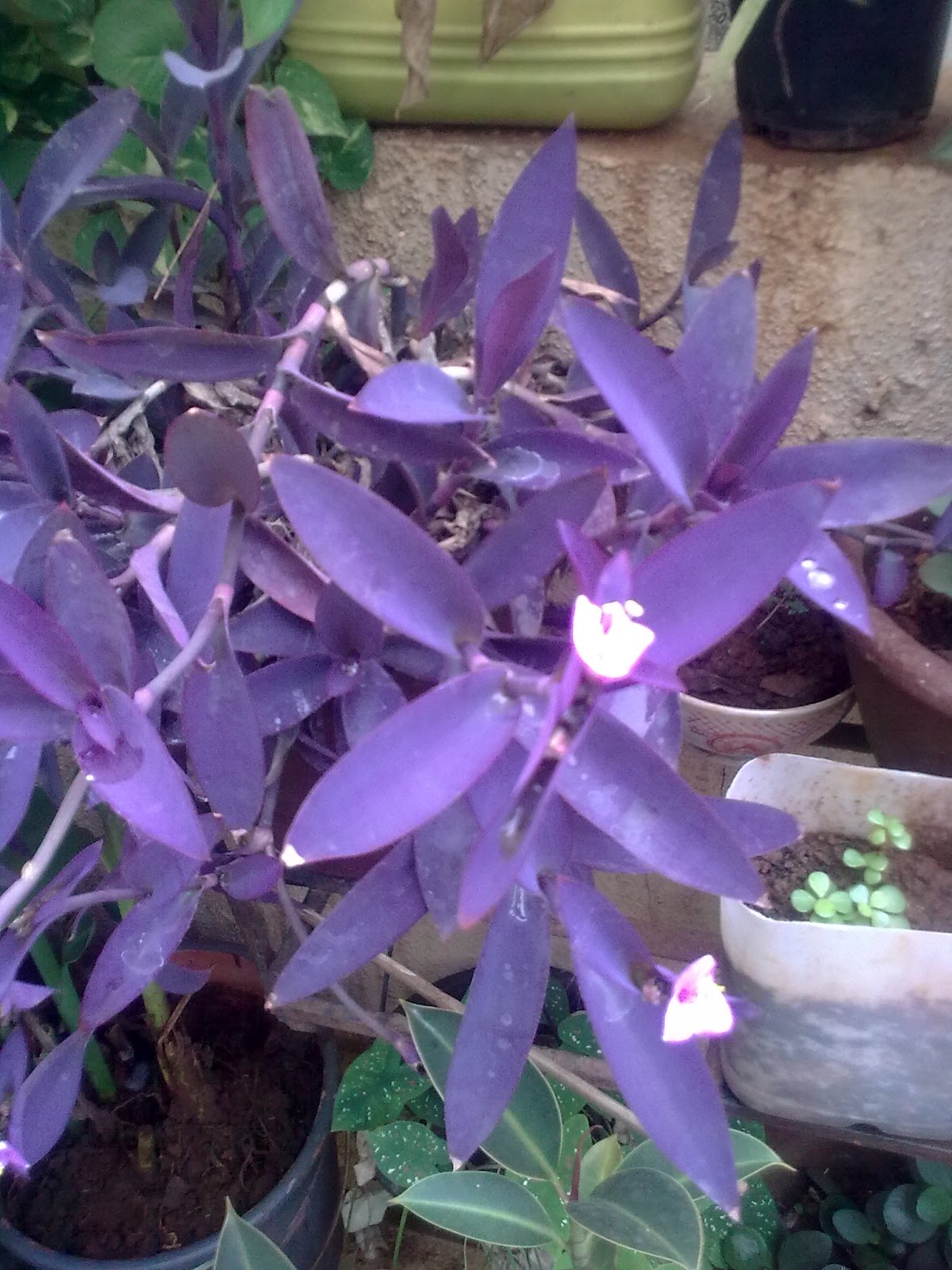 Garden Care Simplified Why You Are Not Able to Grow Plants in Hanging