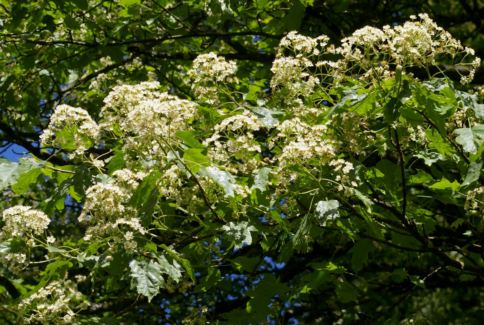 John Grimshaw's Garden Diary Wild Servicetree