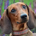 16 Things You Do That Dachshunds Don't Like