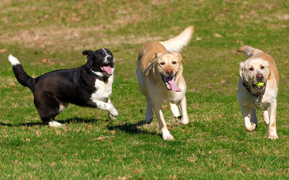 Dogs playing in off-leash dog park