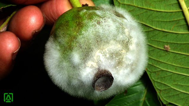 Fruit rot of guava