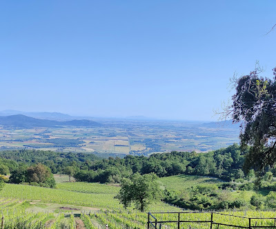 vigne maremma