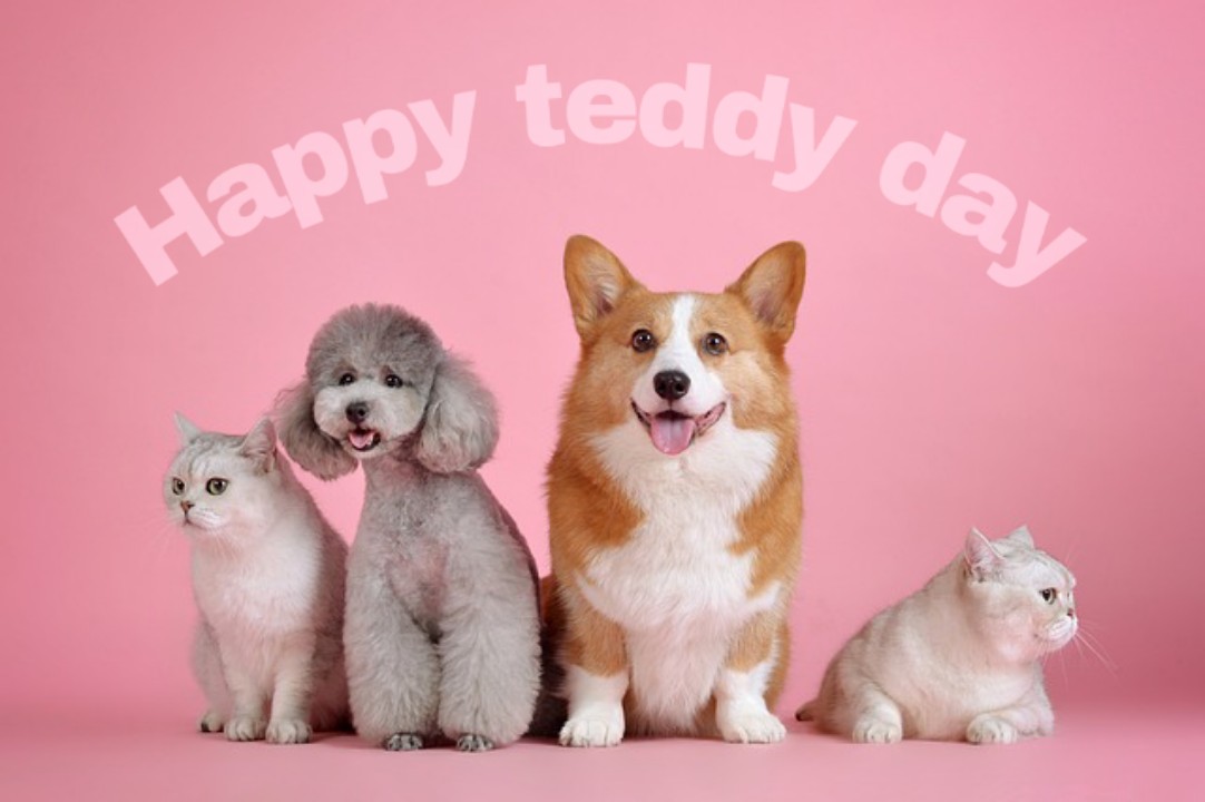 Happy teddy day 2021 images