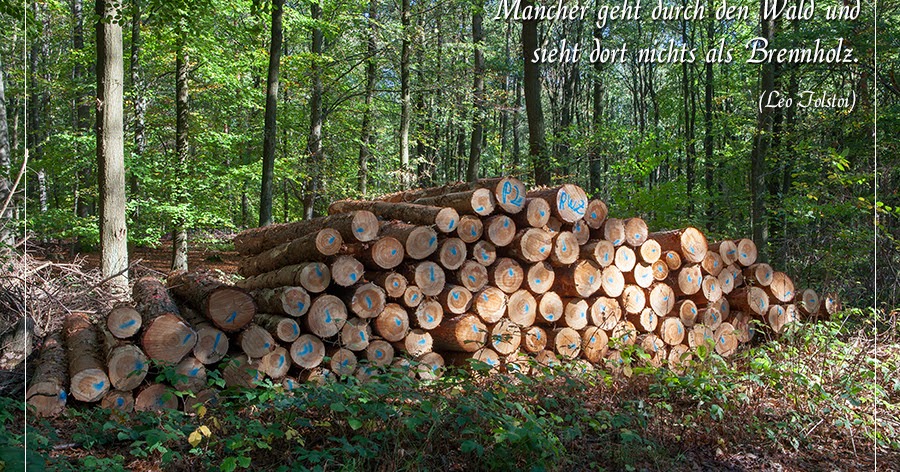 Get Spruch wald seele Free HD