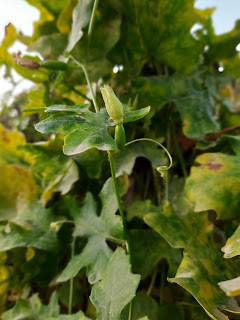 Pointed gourd flowering