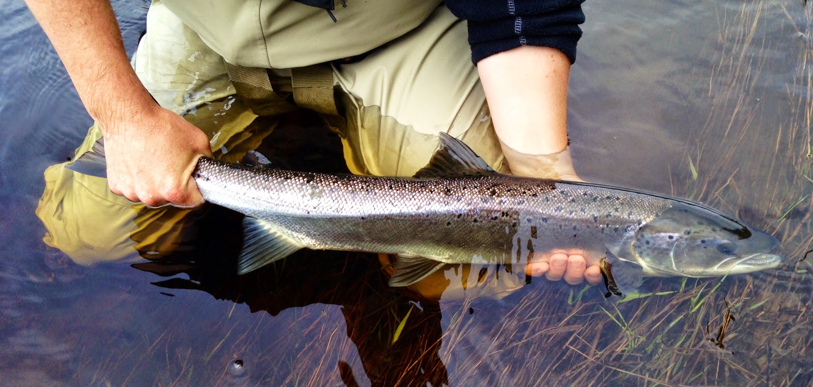 The Wulff Den Why I fish for “Black Salmon”, “Spring Salmon”, “Kelt