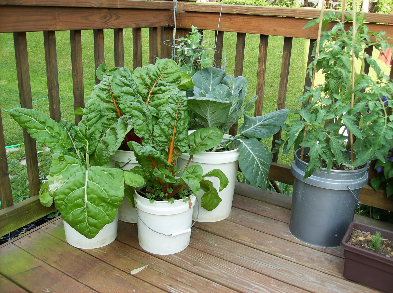 growing swiss chard in containers