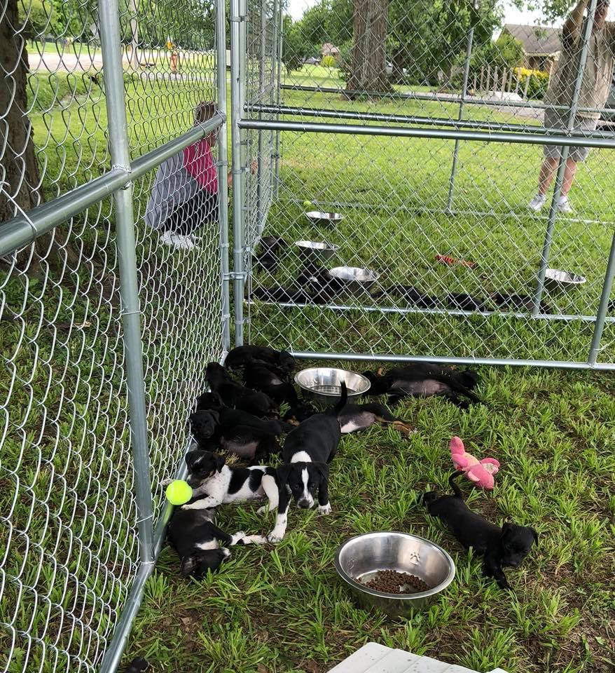 Bed and Biscuit Boarding