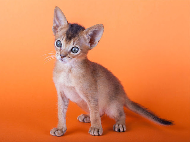 abyssinian kittens for adoption, domestic cat, the abyssinians, abyssinian cat, abyssinian kittens, house cat, abyssinian cat breeds, largest domestic cat