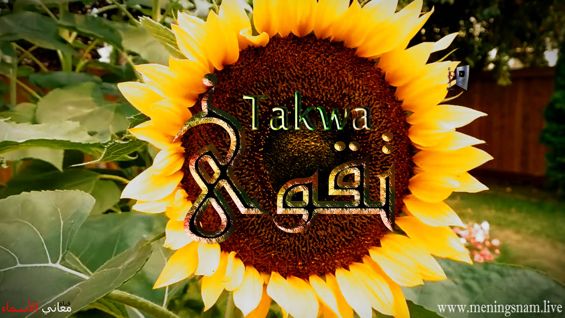 معنى اسم, تقوى, وصفات, حاملة, هذا الاسم, Taqwa,