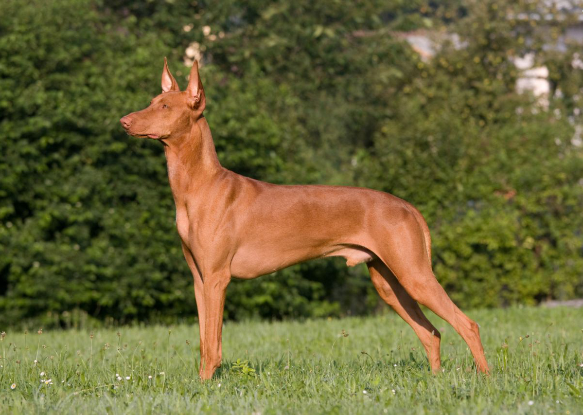 how much does a ibizan hound cost