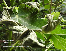 挿し木も簡単 鉢植えイチジクの木の育て方 おいしい鉢植え果樹の栽培育て方 自宅を果樹園に