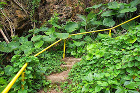 jungle, trail, stairs, yellow handrail