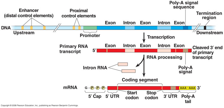 Control elements. Процессинг МРНК У прокариот. Процессинг и сплайсинг. Процессинг РНК У прокариот. Процессинг биология.