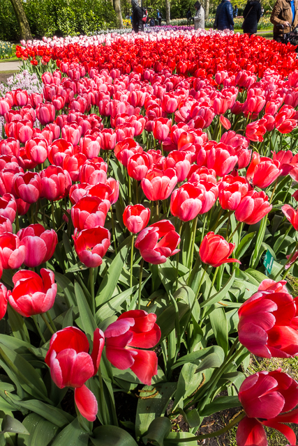 Keukenhof Gardens - Tulip Heaven in the Netherlands - a MUST if you are in Europe in the spring. The most amazing garden EVER! Keukenhof Gardens - Tulip Heaven in the Netherlands - a MUST if you are in Europe in the spring. The most amazing garden EVER!