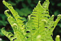 How Do Ferns Reproduce