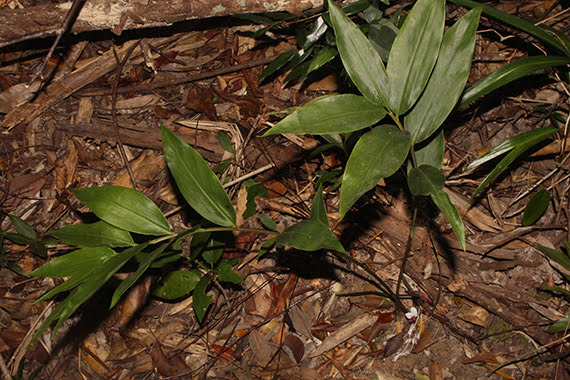 Newmania sessilanthera