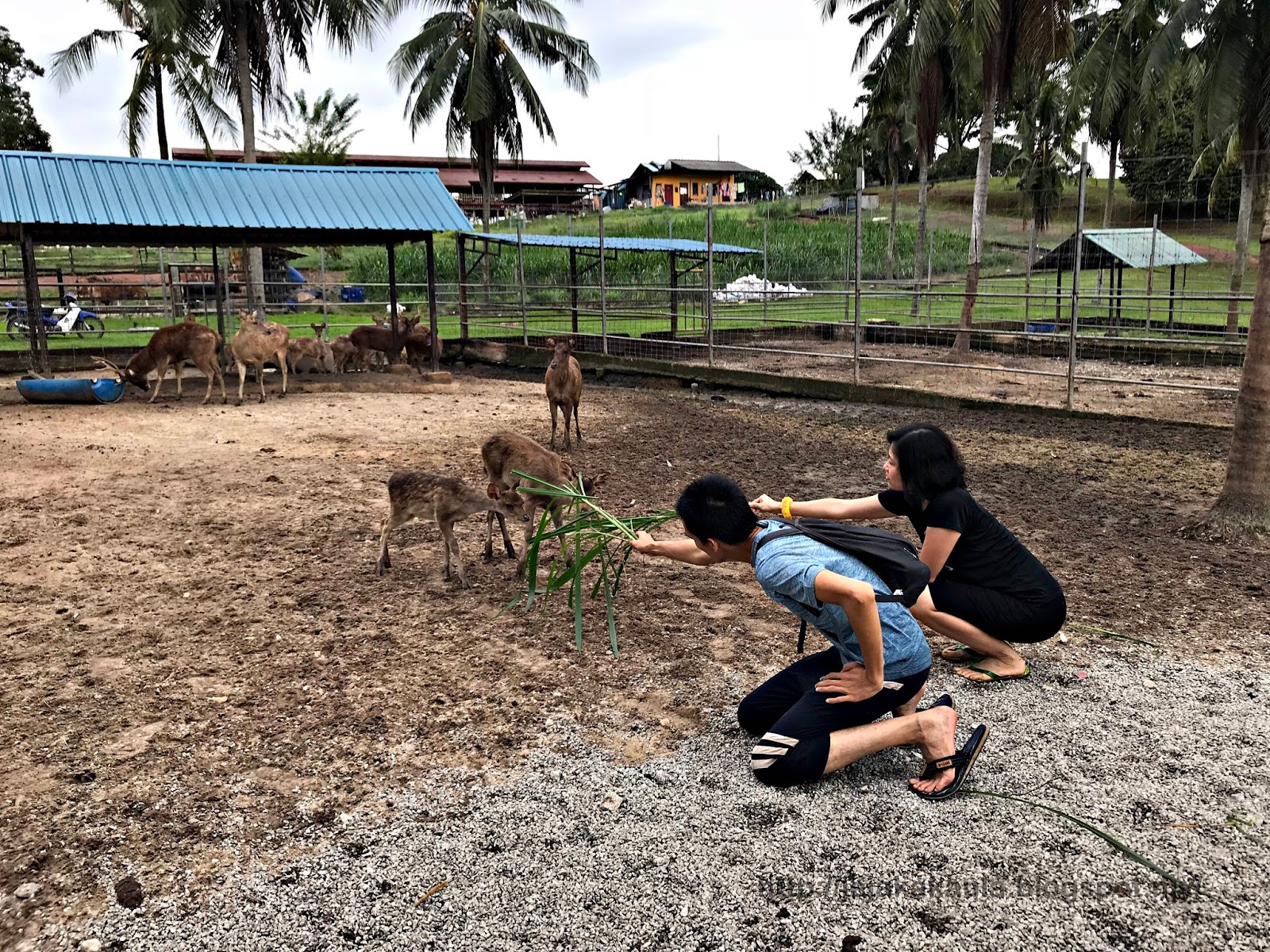Melaka Tropical Fruit Farm Sg Udang Melaka Jejakakaula