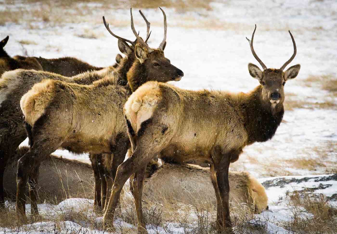 elk in rocky mountain national park - 12 stunning national parks in the united states