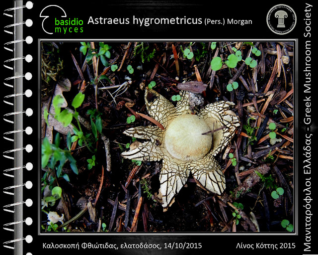 Astraeus hygrometricus (Pers.) Morgan