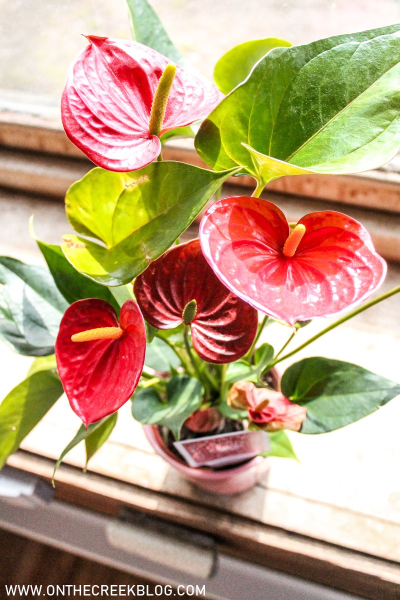 Ace of Hearts Anthurium + Plant Care Guide