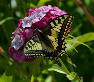 Schwalbenschwanz, Dovetail, swaelstert, përputhen, dovetail Schmetterling, mariposa, butterfly, fluture, papillon, бабочка, con bướm, motýl, fjäril, kupu-kupu, féileacán, farfalla, Leptir, drugelis, пеперутка, motyl,