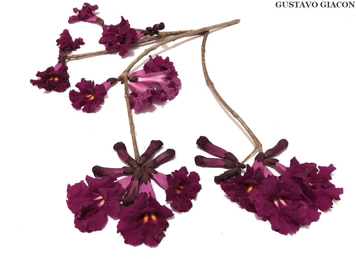 Viveiro Ciprest - Plantas Nativas e Exóticas: Ipê Vermelho Borgonha -  Handroanthus roseo-albus