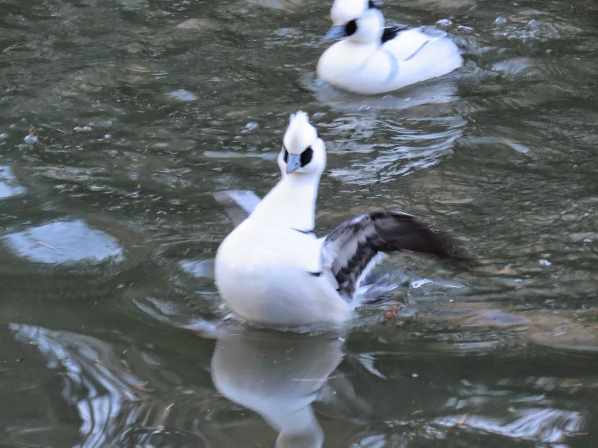 Smew at WWT London Wetland Centre