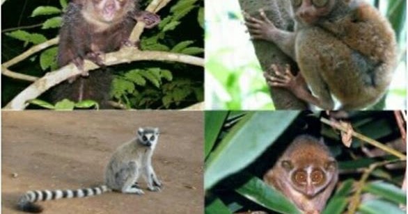 Info Hewan  Tumbuhan Prasejarah Apa perbedaan Kera  dan Monyet 