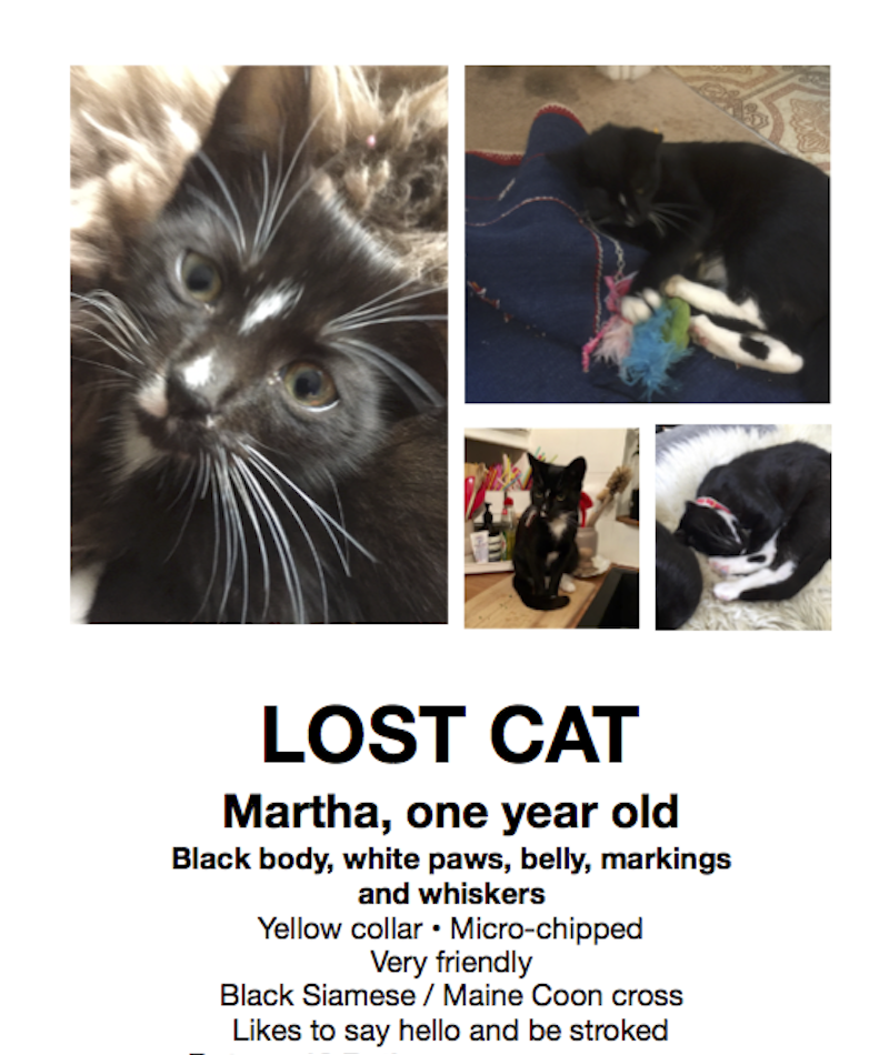 How to find your lost cat Oyster & Pearl UK / Bristol lifestyle