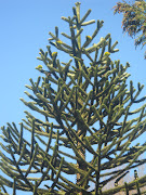 This is one of the female trees that the seeds