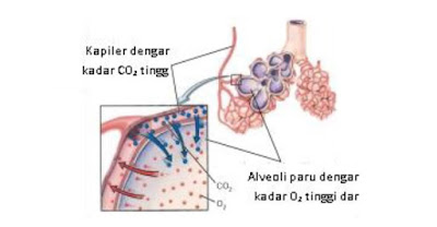 Difusi oksigen dan CO2 di paru. Oksigen bergerak dari konsentrasi tinggi di paru ke konsentrasi yanglebih rendah di kapiler. Karbondioksida bergerak dalam arah yang berlawanan