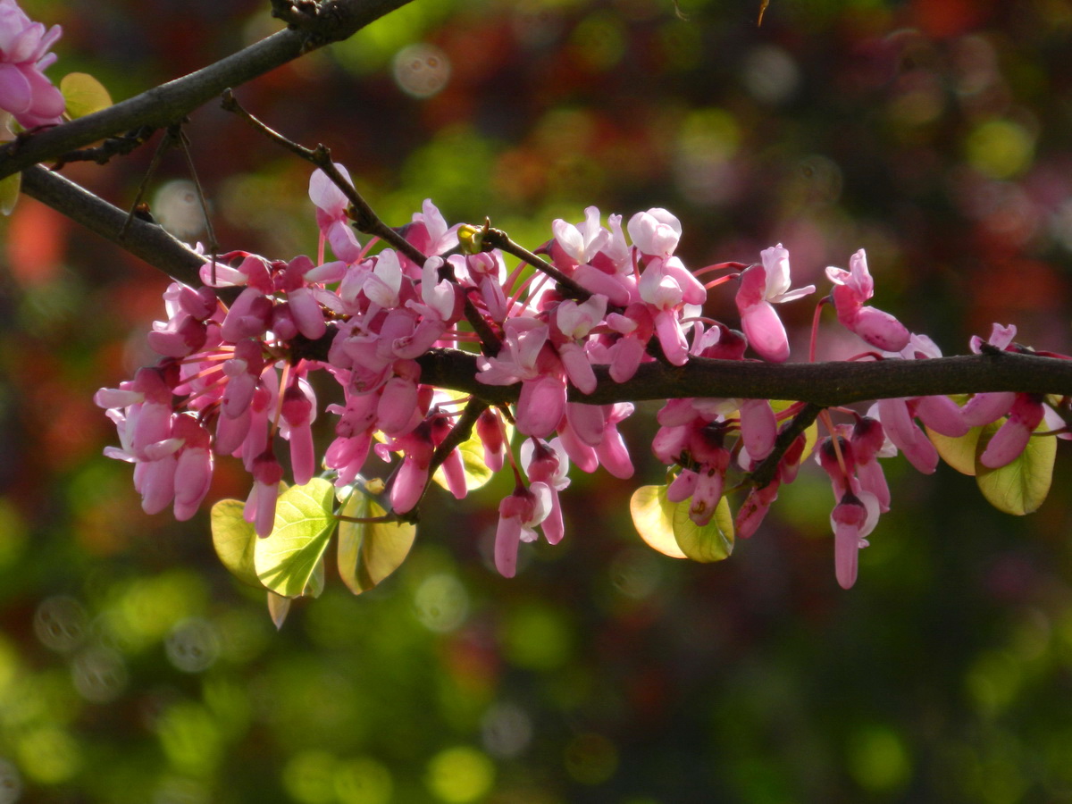 LA MULTI ANI, ROMANIA!: Arborele lui Iuda