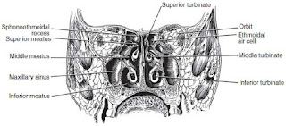 Sinusitis anatomy