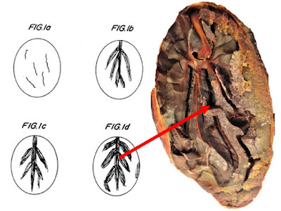 "Arriñonado" de un grano de cacao bien fermentado. Escala de grado de fisura en granos de cacao fermentados y secos. U.S. Paent, Jun 4, 2003.6,582,747 B2