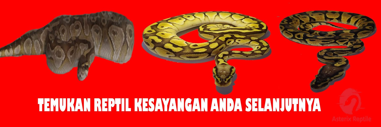 Ular Berbisa Dan Tidak Berbisa Yang Perlu Anda Ketahui - Tikus Putih Depok