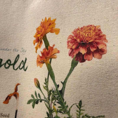 Herb for organic gardening. Marigold