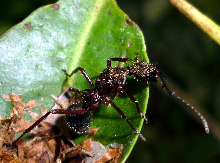 Insetologia Identificação de insetos Formiga Dolichoderus em Minas