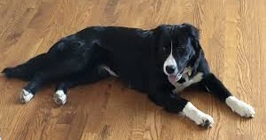 Border Collie Shepherd Mix Temperament Size Lifespan Adoption Price