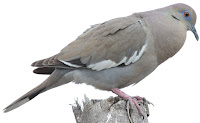 White-winged Dove cooing – Monterry, Mexico – Apr. 2010 – photo by Ereenegee