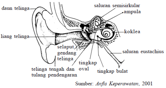 Bagian telinga yang menghubungkan rongga telinga dan rongga mulut adalah