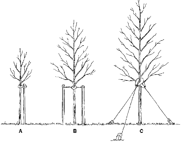 Why You Need to Use Jute Ribbons and Ties For Staking ... diagram palm tree trunk 