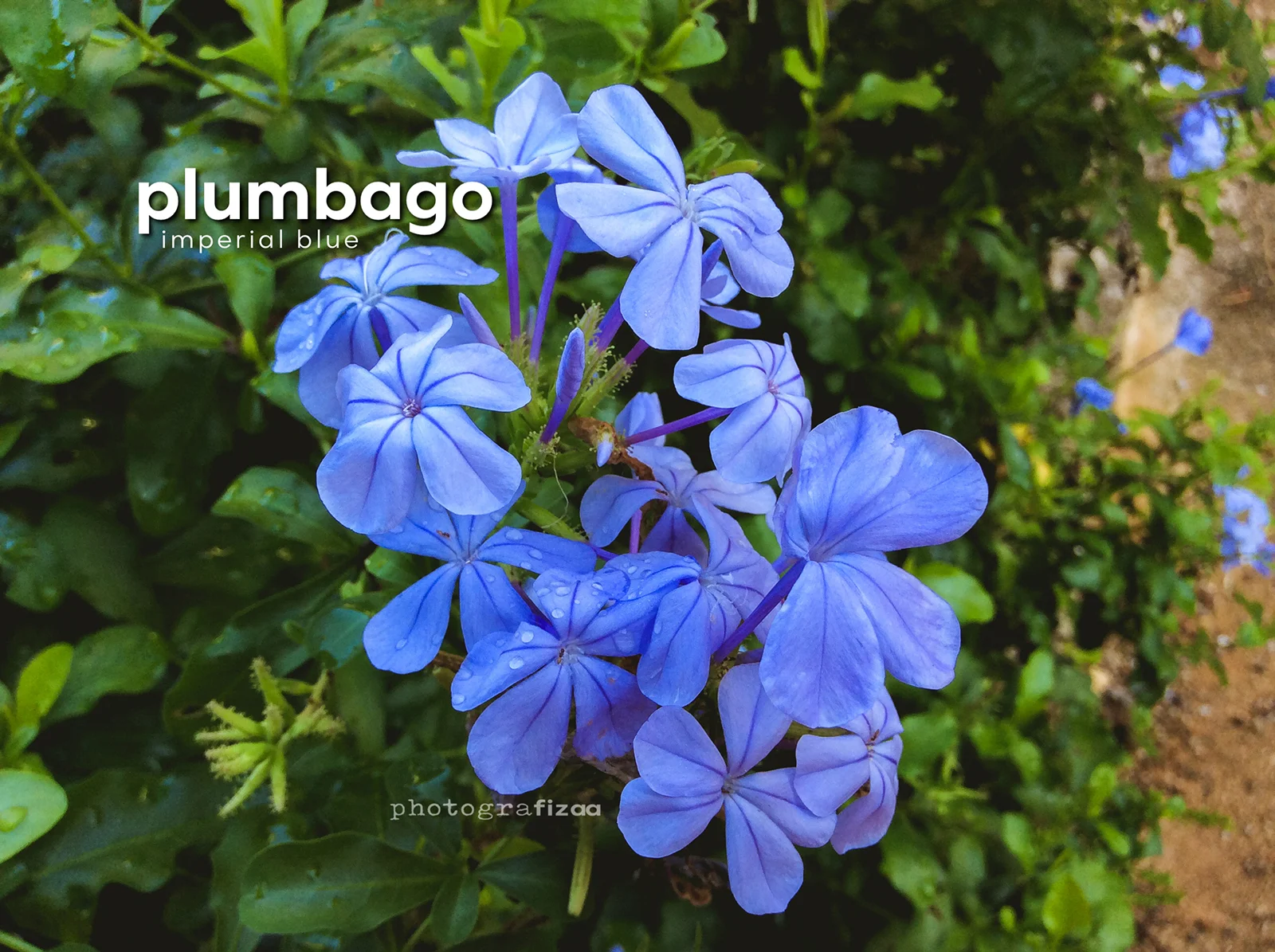 Bunga Plumbago Imperial Blue