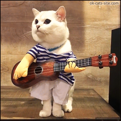 Funny Cat GIF • Famous "Coffee the cat" is going to play guitar and sing a little song: "♫ ♪ There no foood in my booowl, feeed me pleaaase! ♪ ♫ " Funny Cat GIF • Famous "Coffee the cat" is going to play guitar and sing a little song: "♫ ♪ There no foood in my booowl, feeed me pleaaase! ♪ ♫ "