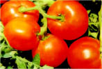 Tomato- Tamatar