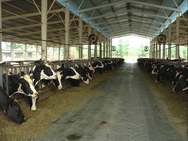 Dairy:Food Industry News