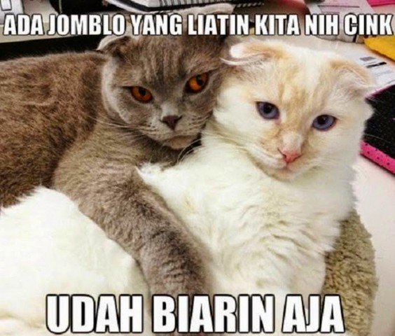 Gambar Kucing Lucu Dengan Kata Kata Galau - Gambar Kehidupan
